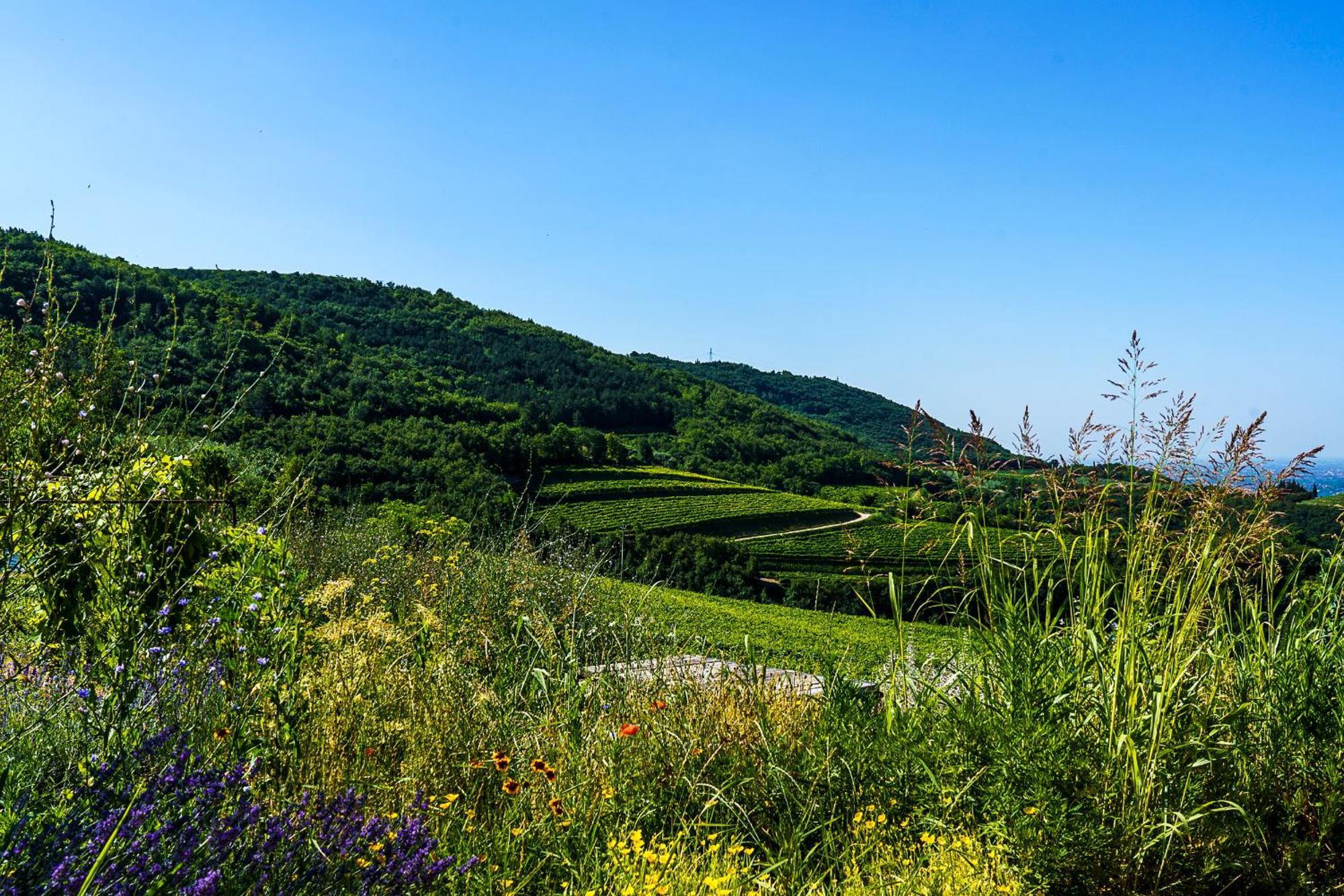Villa Balis Crema Verona Hills (Adults Only) Grezzana Buitenkant foto